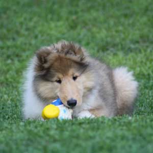 collie puppy chewing on toy