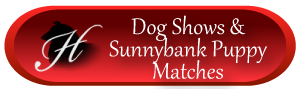 Dog Shows & Sunnybank Puppy Matches
